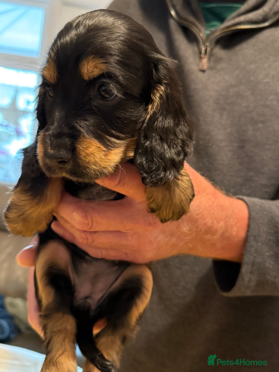 Cocker Spaniel dogs for sale: Cocker spaniel puppies-show type - Image 17