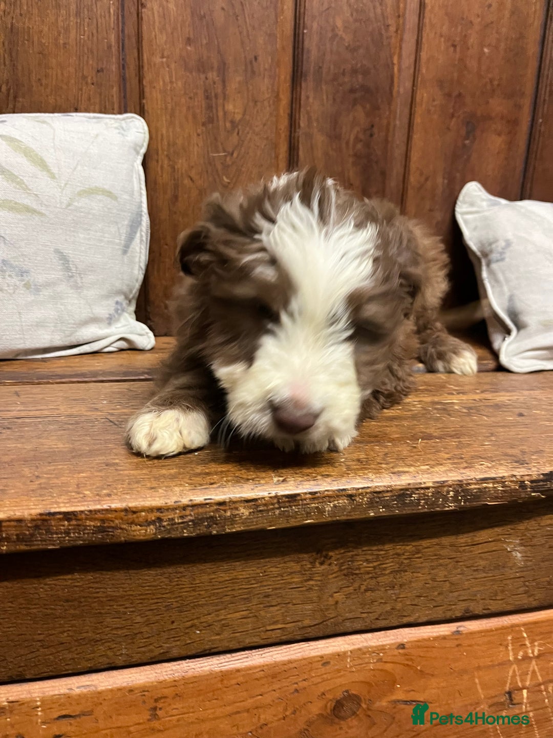 Bearded Collie dogs for sale: One Brown Beardie For Sale - Advert 10