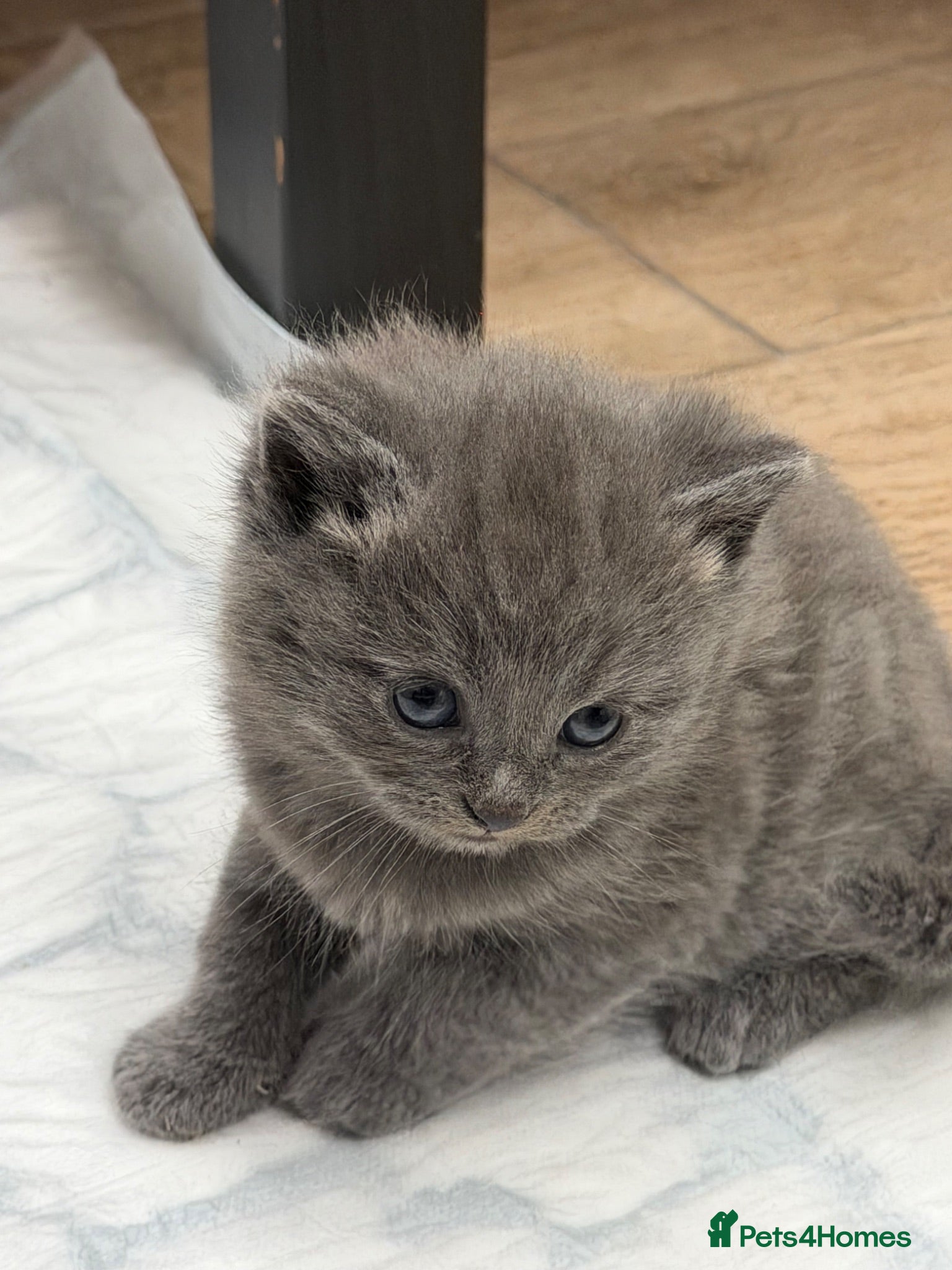 Mixed Breed cats     Beautiful British Shorthair kittens for Sale - Advert 6