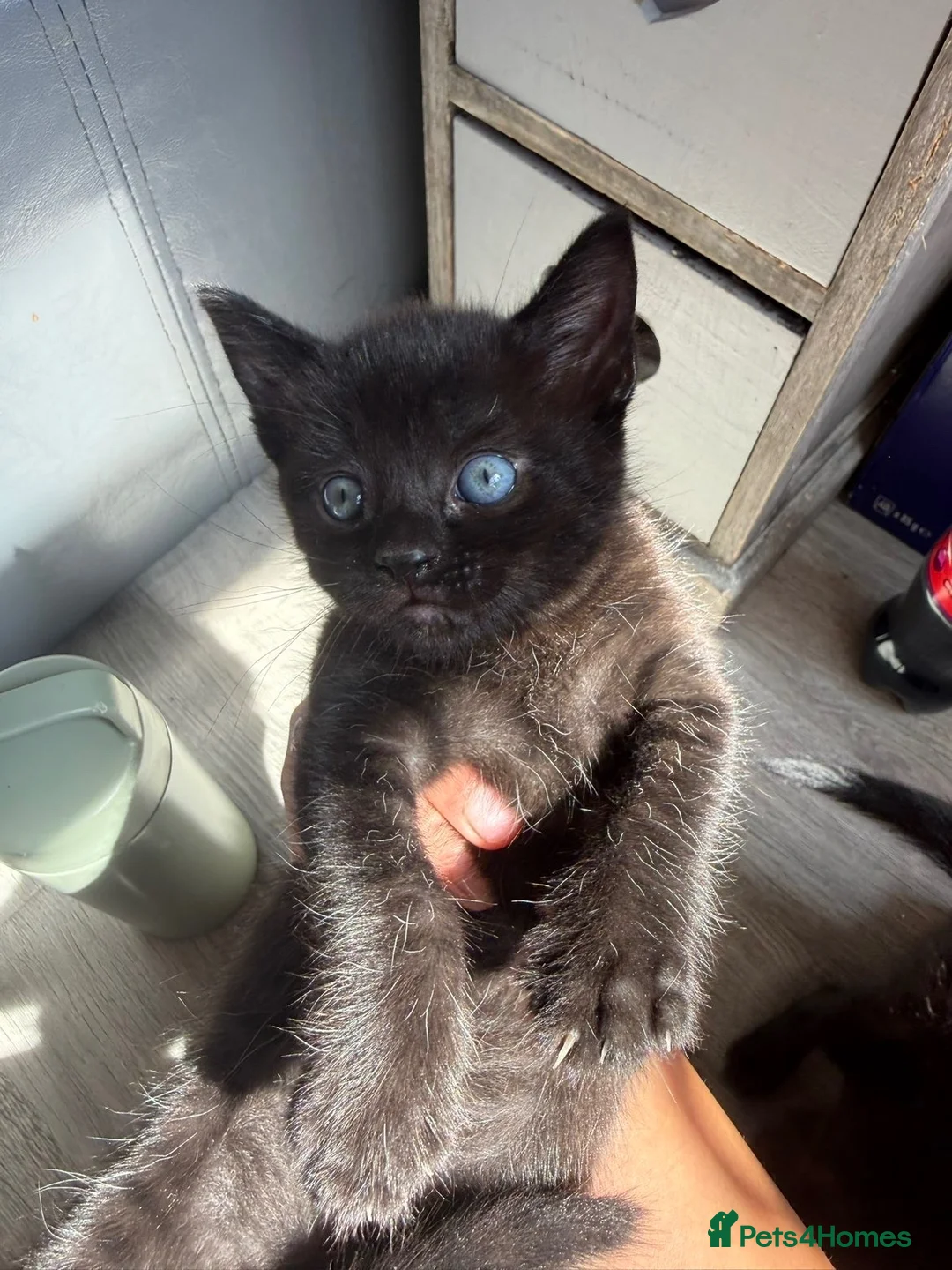 Mixed Breed cats for sale: Beautiful Black Kittens - Advert 2