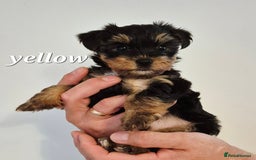 Yorkshire Terrier dogs for sale: Adorable Yorkie Puppies Ready for Loving Homes - Image 14