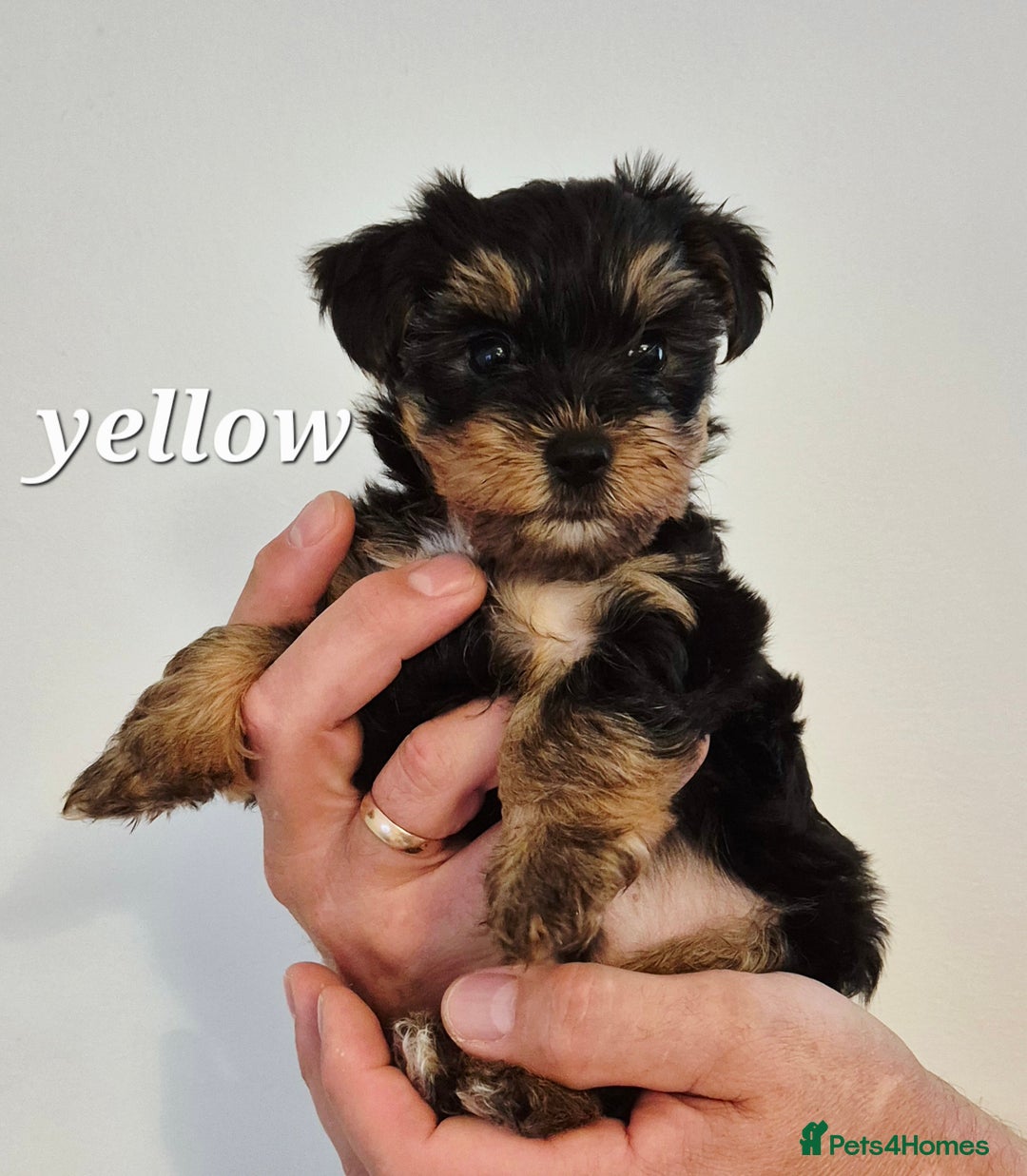Yorkshire Terrier dogs for sale: Adorable Yorkie Puppies Ready for Loving Homes - Image 14