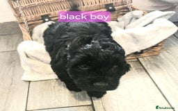 Cockapoo dogs for sale: F1B Cockapoo puppies - Image 11