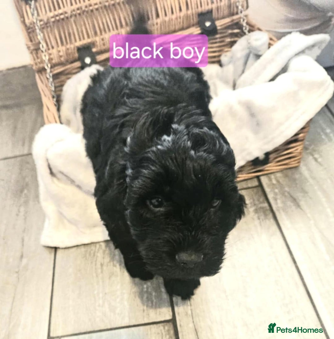 Cockapoo dogs for sale: F1B Cockapoo puppies - Image 11