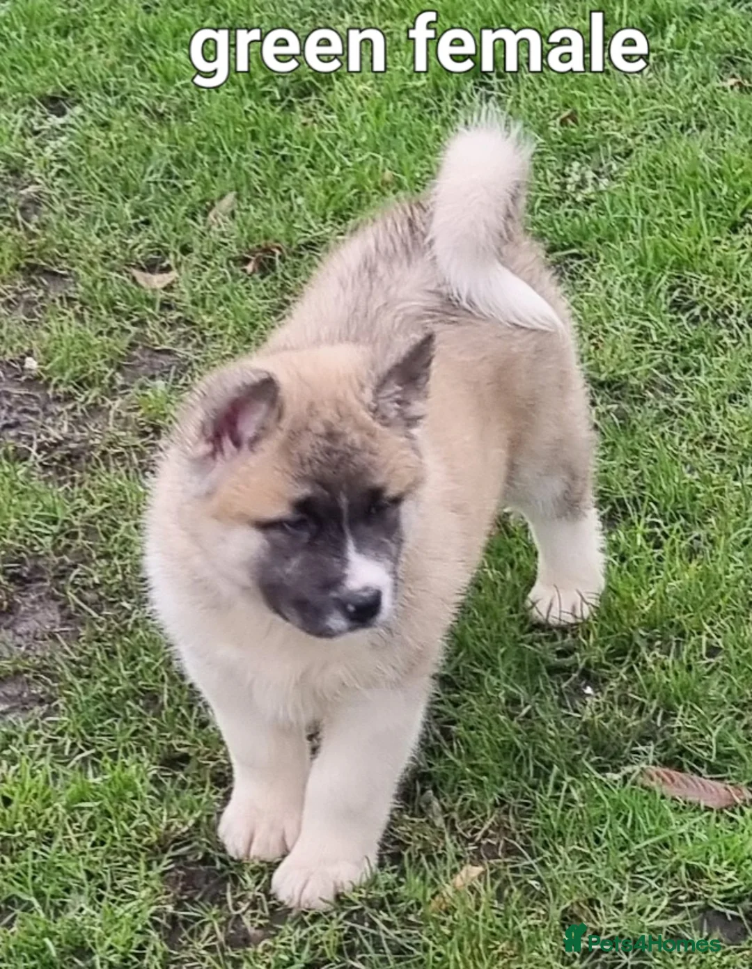 Akita dogs for sale: 9 weeks old Akita pups READY  - Advert 9