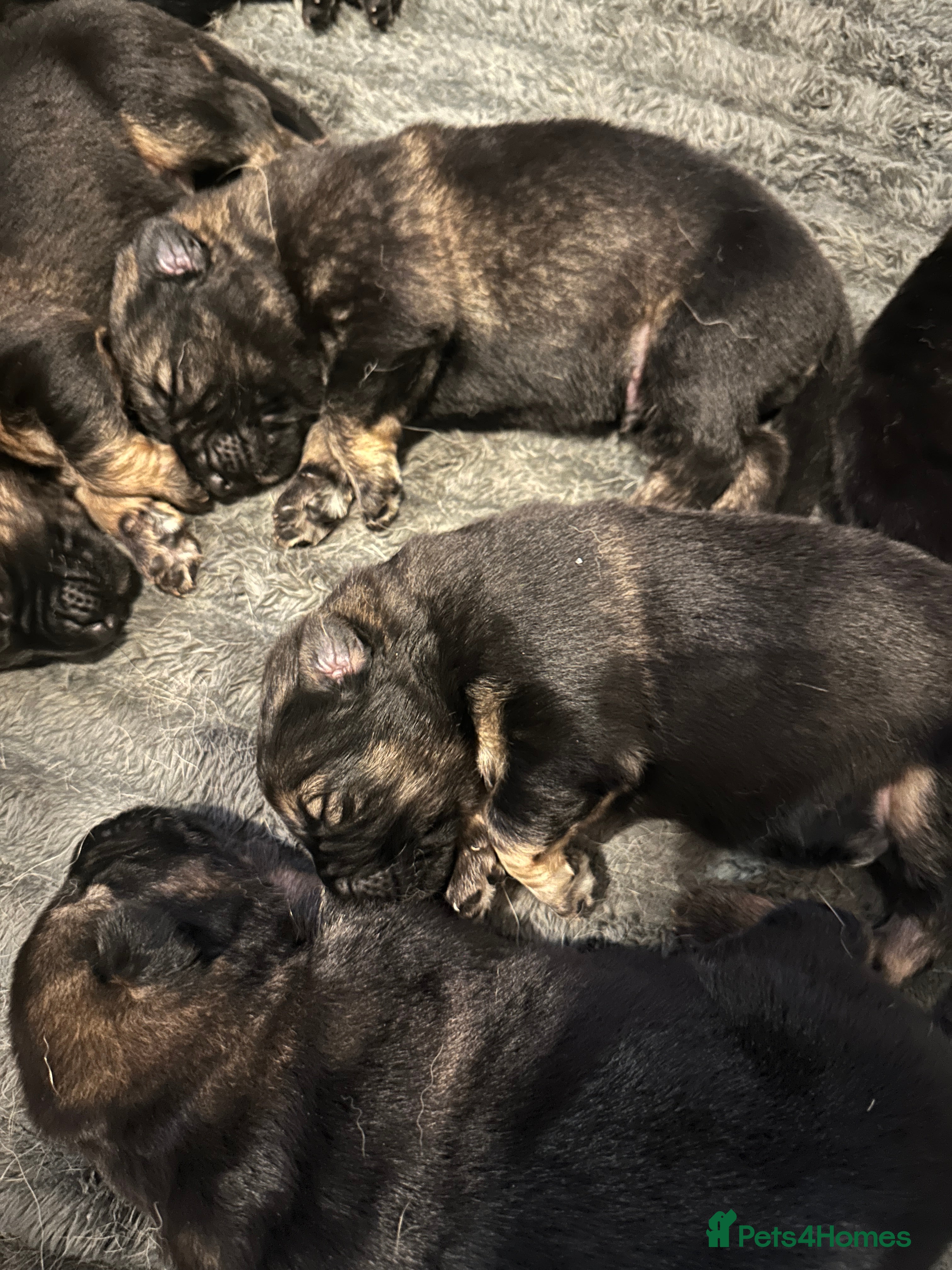 German Shepherd dogs 8 BEAUTIFUL GERMAN SHEPARD PUPPIES  - Advert 1