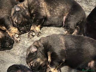 German Shepherd dogs 8 BEAUTIFUL GERMAN SHEPARD PUPPIES - Advert 18