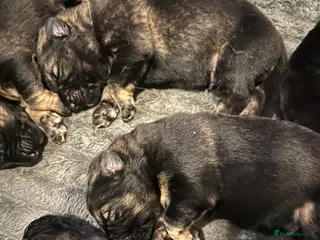 German Shepherd dogs 8 BEAUTIFUL GERMAN SHEPHERD PUPPIES - Advert 14
