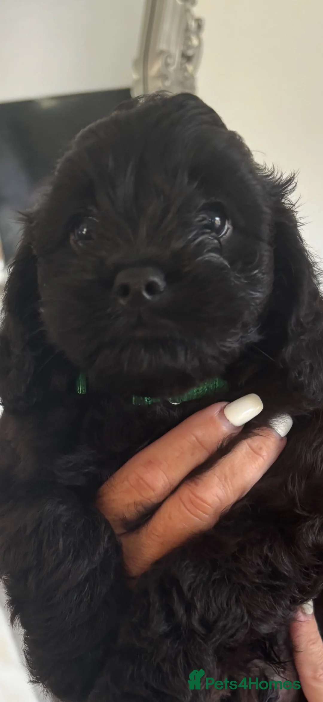 Cavapoo dogs for sale: 🌷F1 TOY CAVAPOO 5* HEALTH CHECK 🌷 - Advert 2