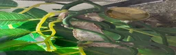 Gecko reptiles for sale: Mniarogekko chahoua full set up  - Advert 6