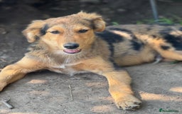 Mixed Breed dogs for adoption: JASPER - a Superb Puppy Boy, for a Loving Home - Image 29