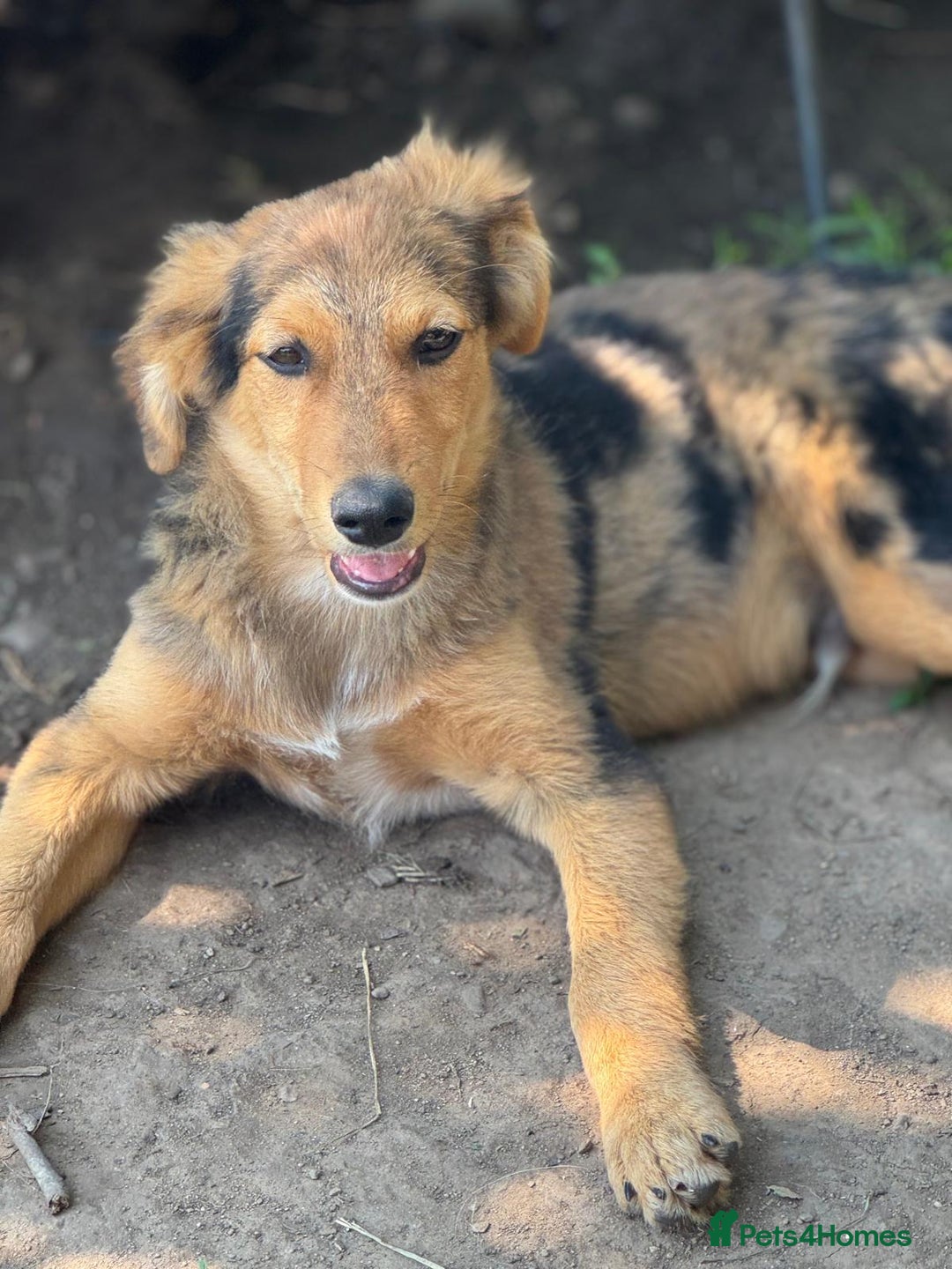 Mixed Breed dogs for adoption: JASPER - a Superb Puppy Boy, for a Loving Home - Image 29