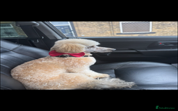 Miniature Poodle dogs for sale: Miniature poodle male - Image 2