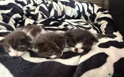 Chartreux cats for sale: 3 kittens for new homes - Image 4