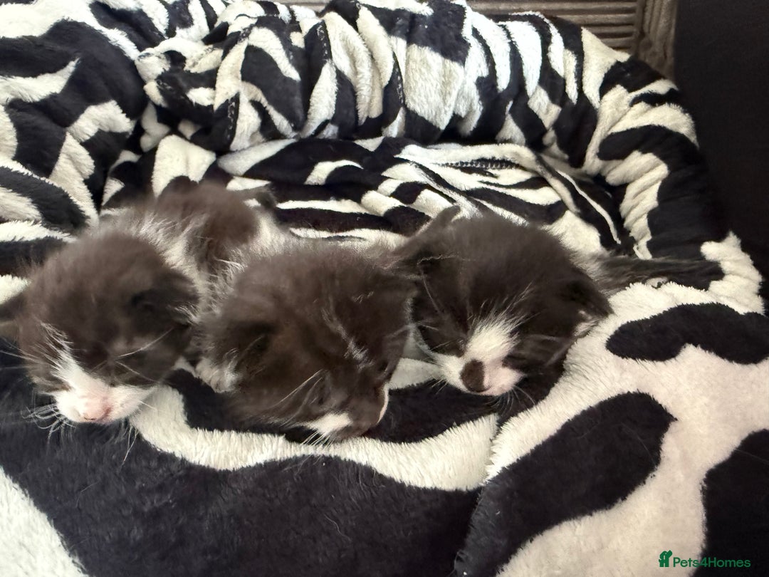 Chartreux cats for sale: 3 kittens for new homes - Image 4