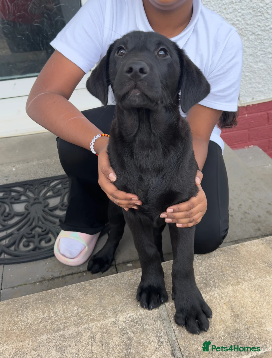 Labrador Retriever dogs for sale: Beautiful KC Labrador Puppy – Last Boy Remaining❗️ - Advert 2