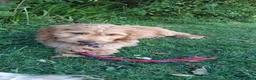 Mixed Breed dogs for sale: 3 Gorgeous Aussidoodles wanting to be re-homed  in Mountain Ash - Advert 2