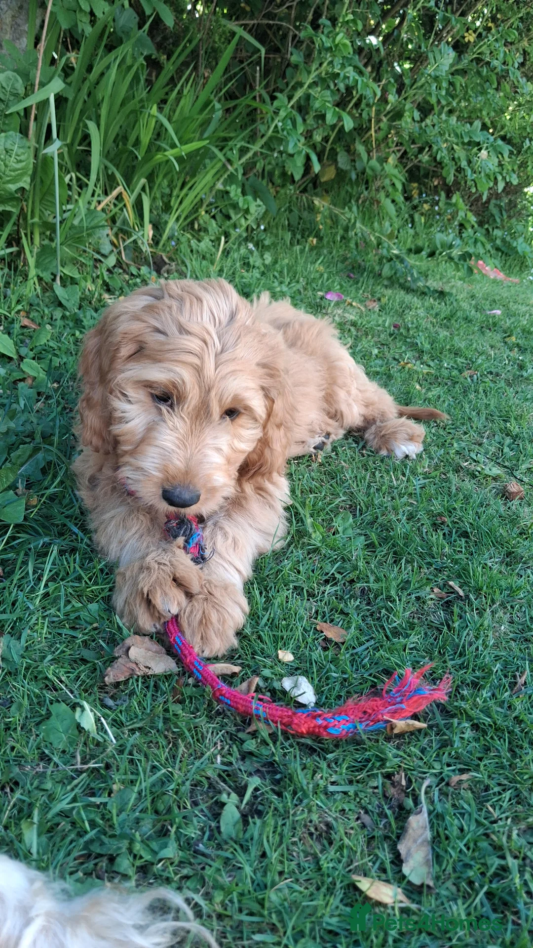 Mixed Breed dogs for sale: 3 Gorgeous Aussidoodles wanting to be re-homed  in Mountain Ash - Advert 2