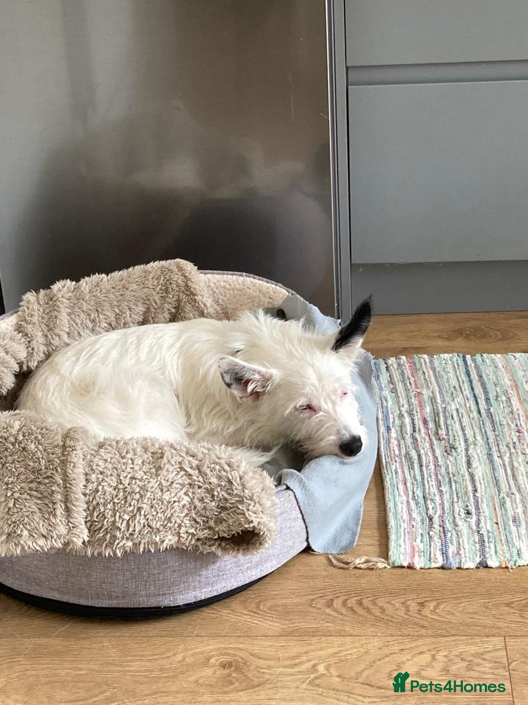 Mixed Breed dogs for adoption: 💖🐶 ATHENA 🐶💖 - Image 23