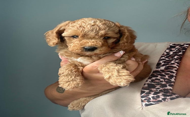 Poochon dogs - Advert 1