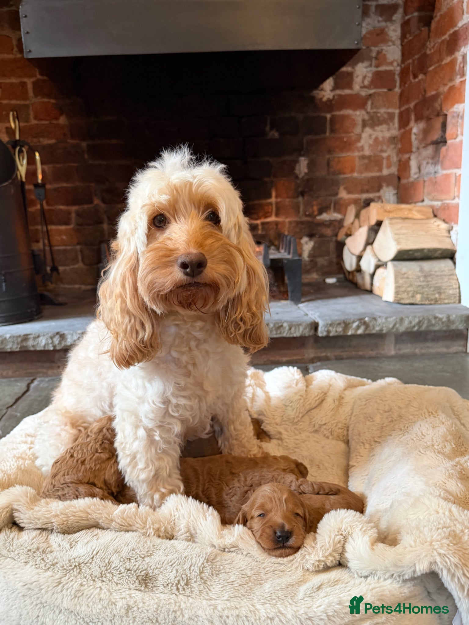 Cockapoo dogs Stunning F1b Cockapoo’s  - Advert 1