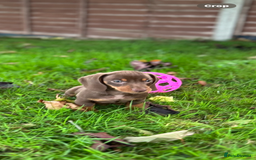 Dachshund dogs for sale: Beautiful Dachshund puppies  - Image 4