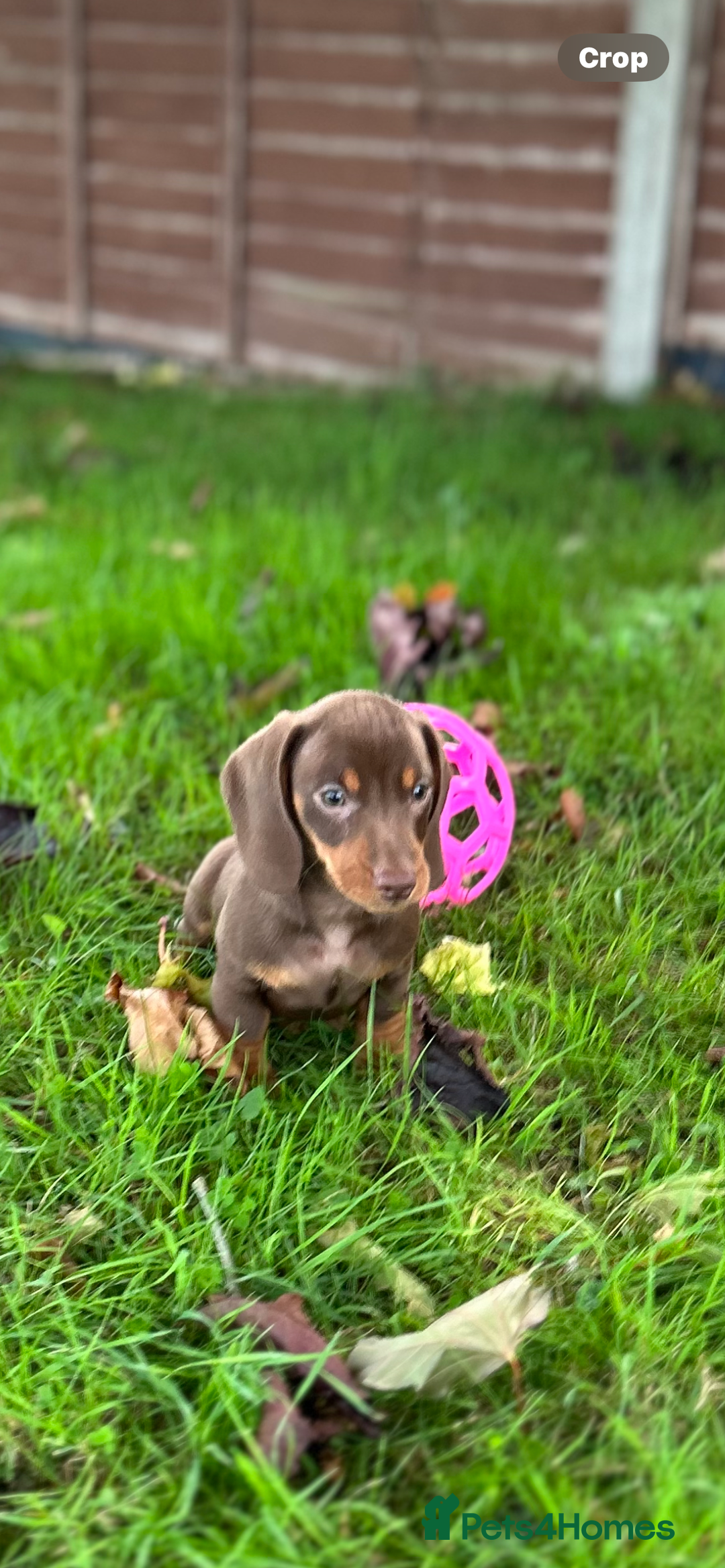 Dachshund dogs for sale: Beautiful Dachshund puppies  - Image 4