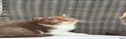 British Shorthair cats for sale: FULL PEDIGREE REGISTERED BSH - Advert 9