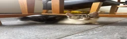 Mixed Breed cats for sale: 3 Beautiful Kittens for Sale - Advert 19