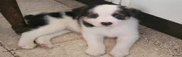 Border Collie dogs for stud: Proven pure bred tri coloured merle collie stud - Advert 12