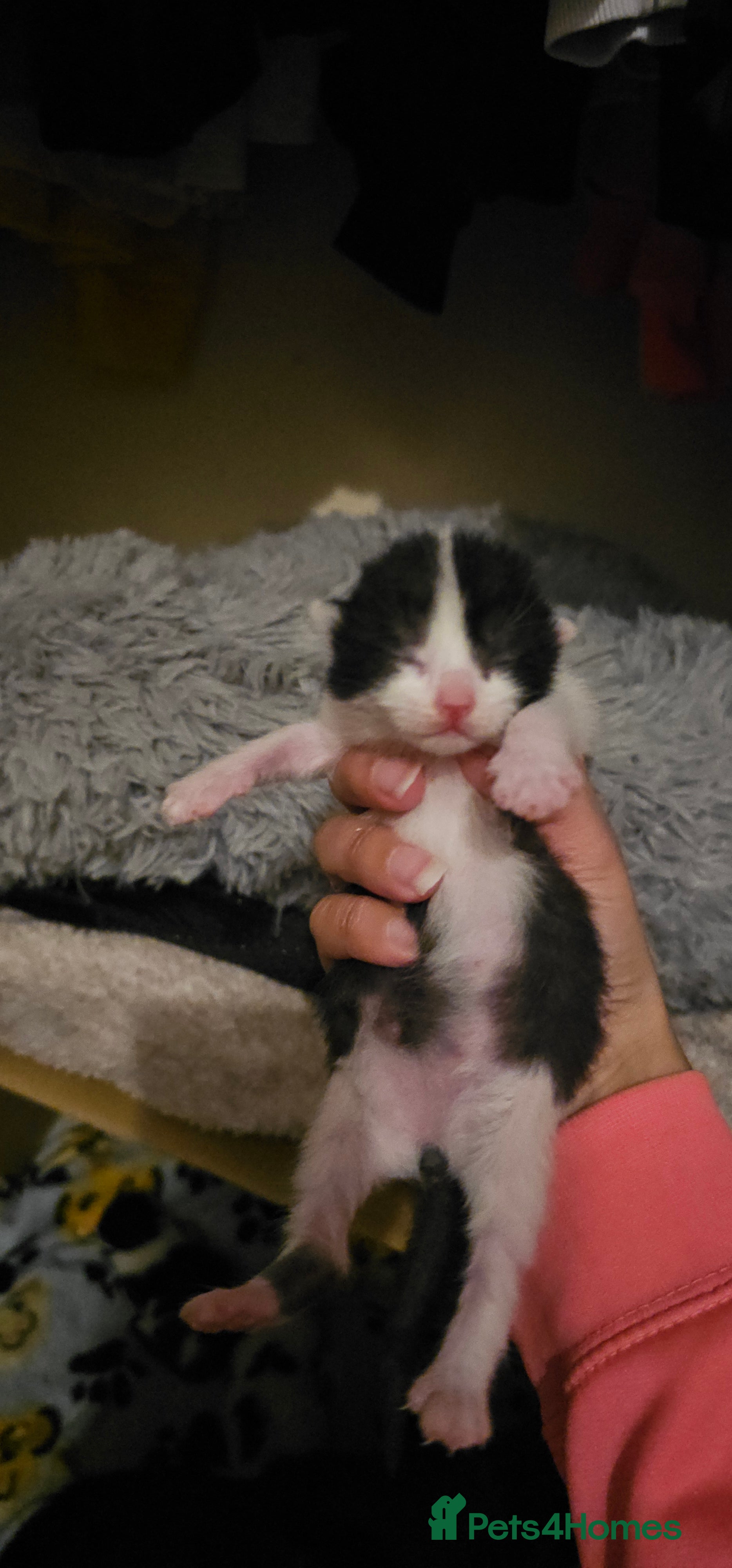 British Shorthair cats Kittens for sale  in Oldbury - Advert 1