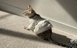 Bengal cats for sale: Pure bengal girl  - Image 10