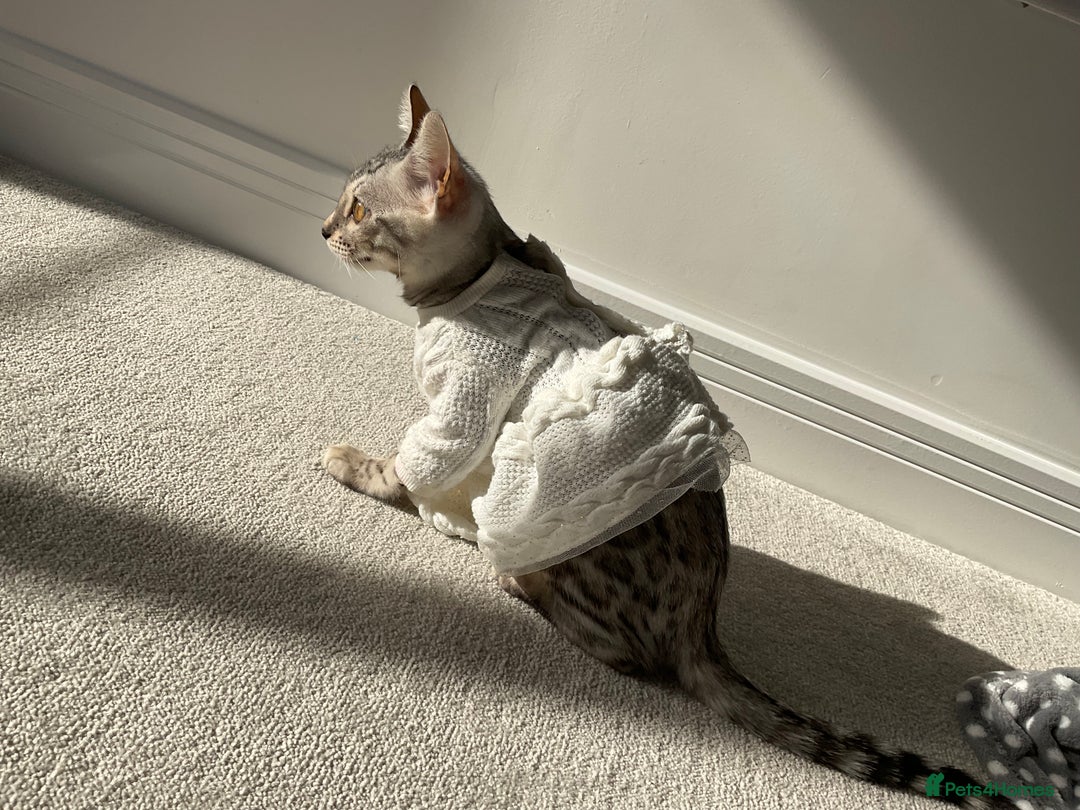 Bengal cats for sale: Pure bengal girl  - Image 10