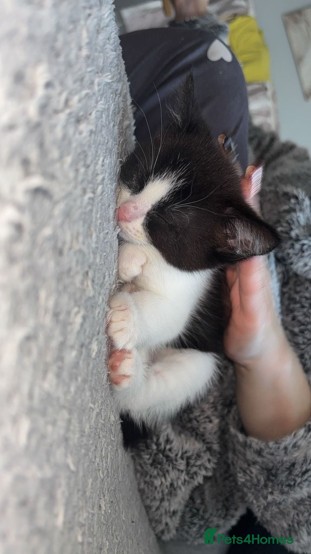 Mixed Breed cats for sale: Mixed breed kittens  - Advert 6