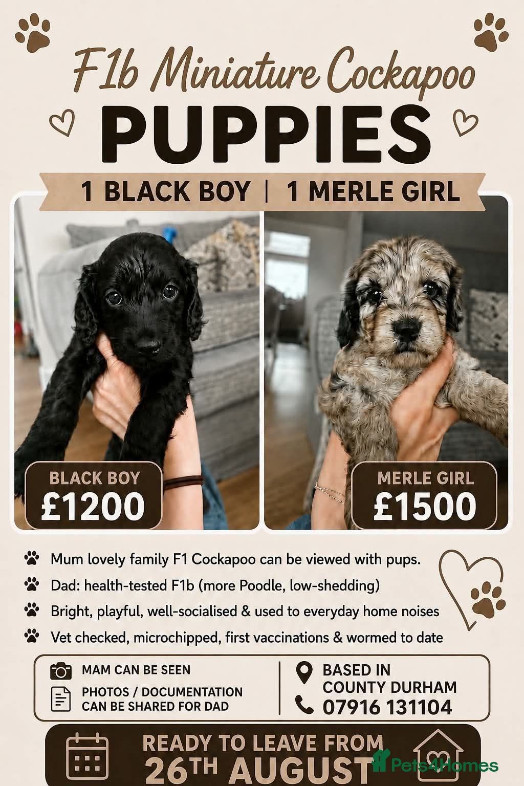 Cockapoo dogs Miniature Cockapoo - Advert 17