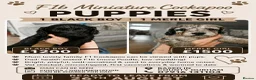 Cockapoo dogs for sale: Miniature Cockapoo - Advert 1