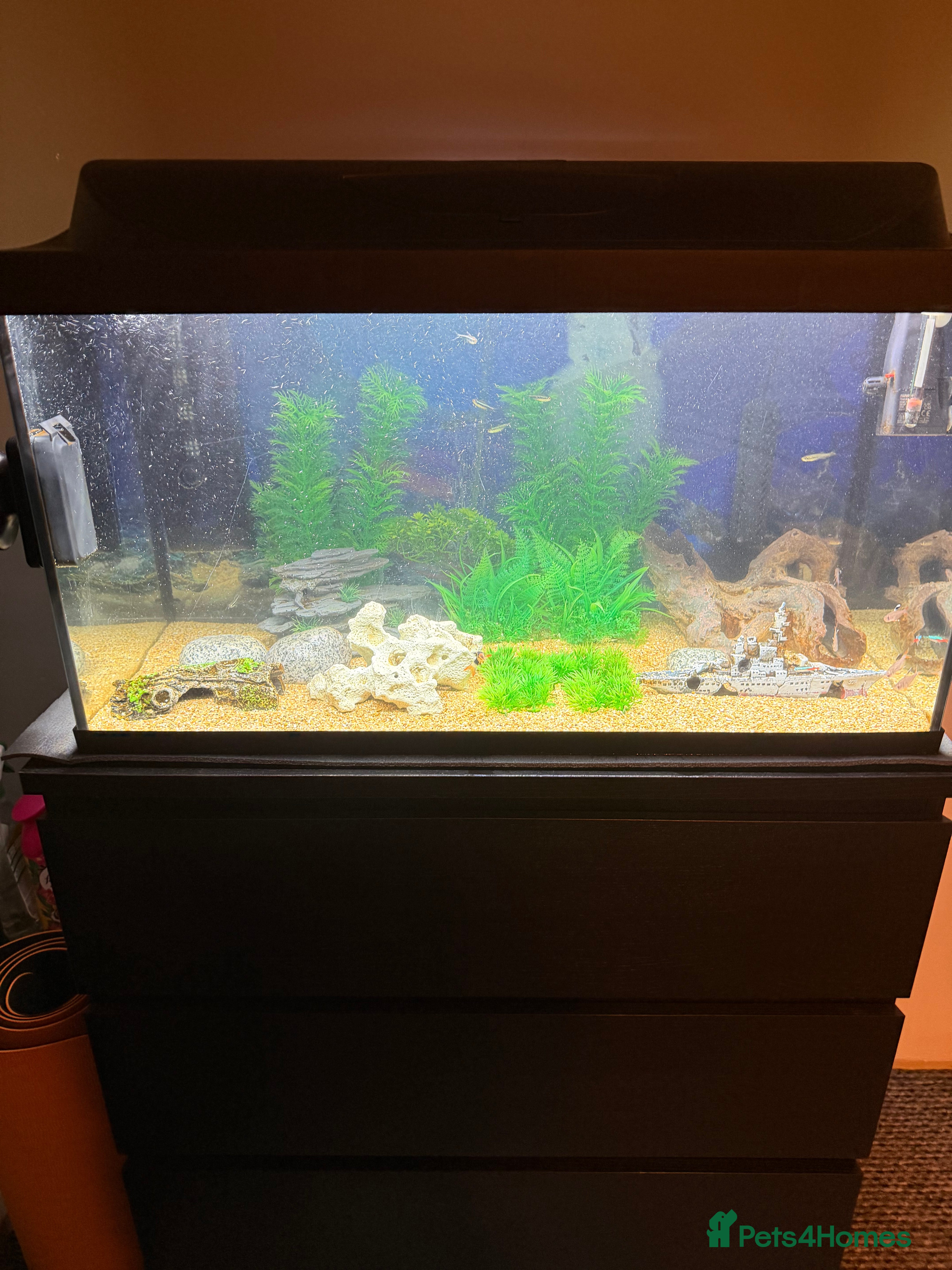 Other/Mixed Breed fish 105 litre full tropical fish tank set up  - Advert 14