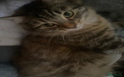 American Shorthair cats for sale: 2 kitten for sale  - Image 5