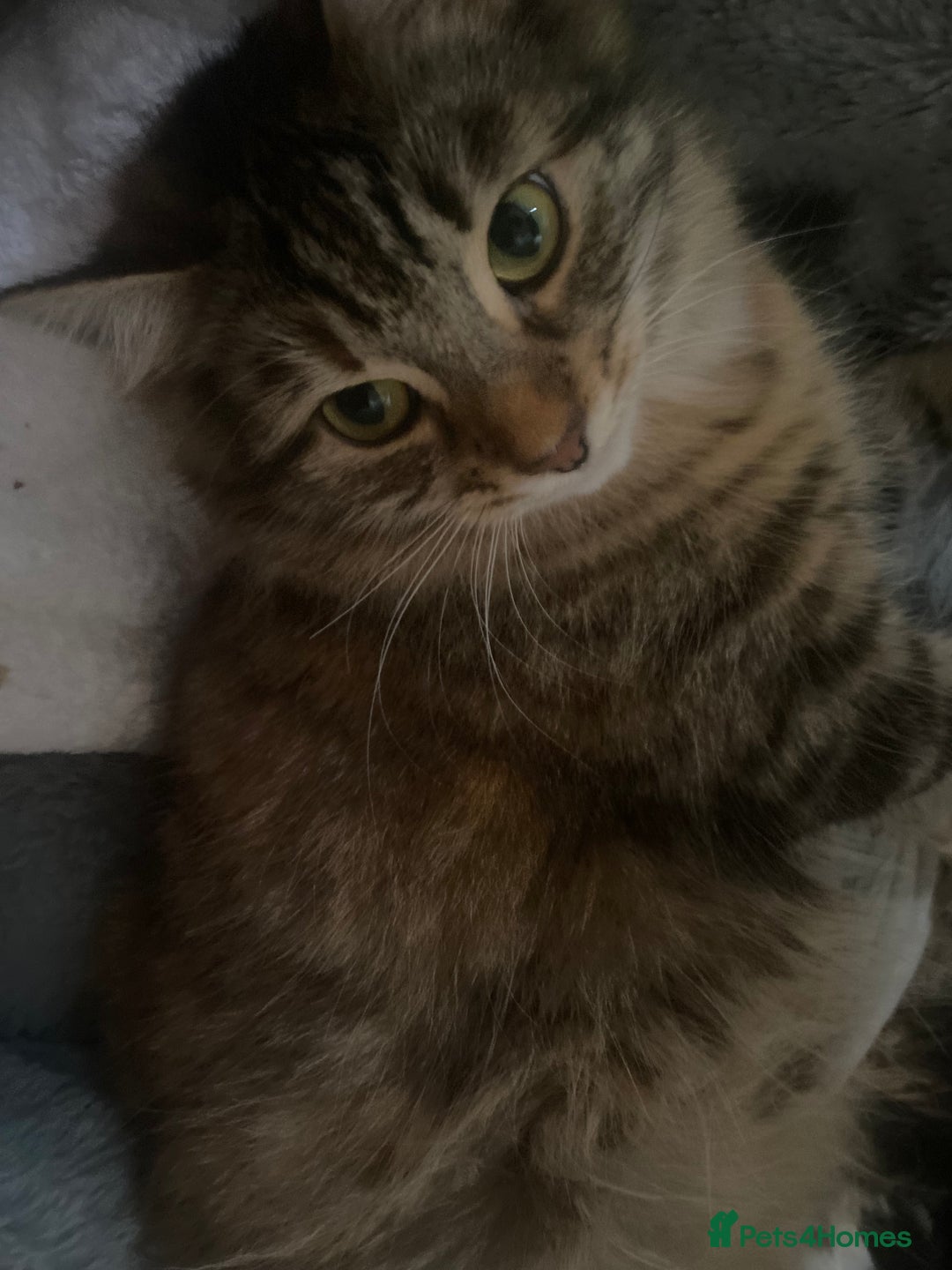 American Shorthair cats for sale: 2 kitten for sale  - Image 5