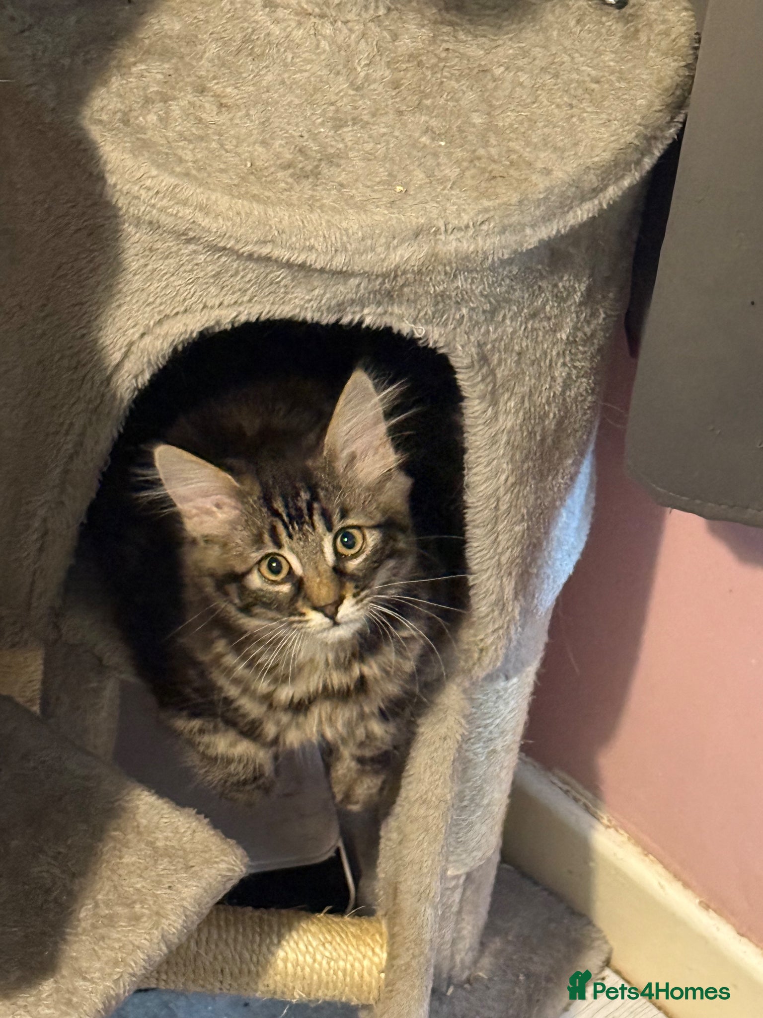 Mixed Breed cats 2 Male mixed breed kittens - Advert 3