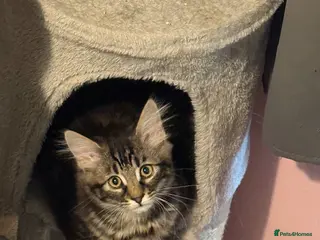 Mixed Breed cats 2 Male mixed breed kittens - Advert 8