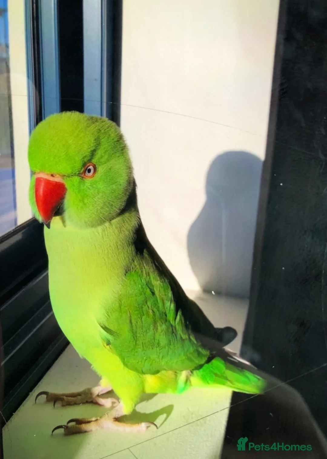 Parrots birds for sale: Baby ring neck talking parrot  - Advert 2