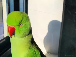 Parrots birds Baby ring neck talking parrot - Advert 16