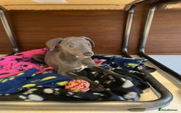 Whippet dogs for sale: 4 left, KC registered blue whippet puppies  - Image 12