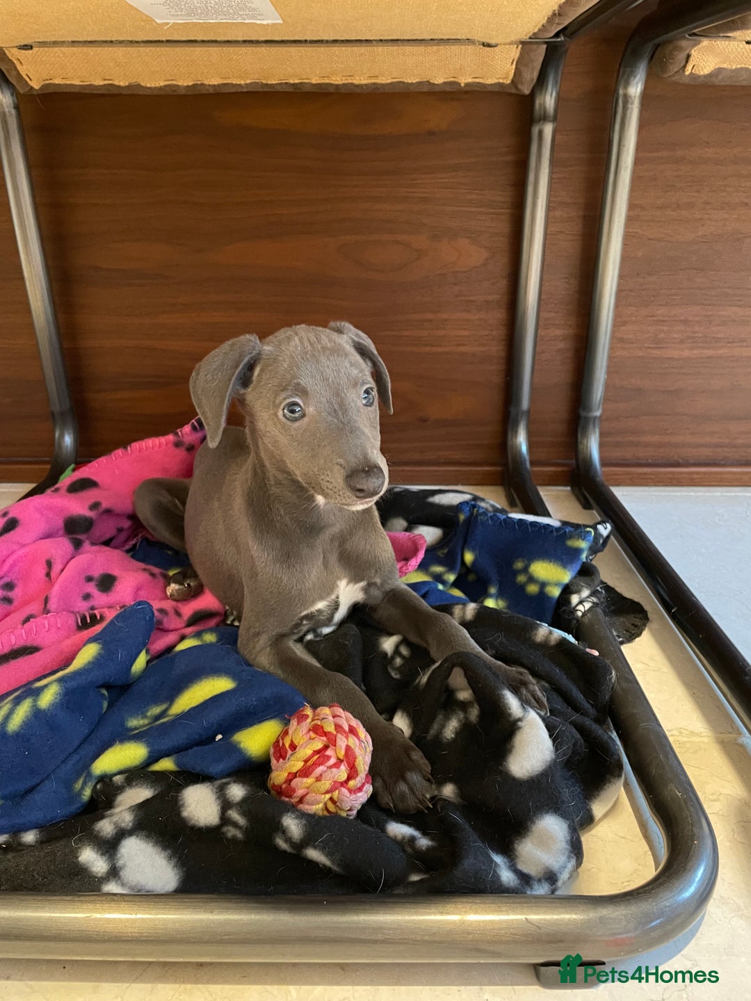 Whippet dogs for sale: 4 left, KC registered blue whippet puppies  - Image 12