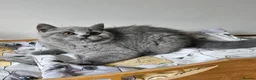 British Shorthair cats for sale: Beautiful British shorthair blue kittens NEUTERED - Advert 14