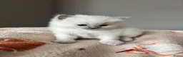 Ragdoll cats for sale: 🏆 GRAND CHAMPION SIRED • GCCF RAGDOLL KITTENS 🏆 - Advert 7
