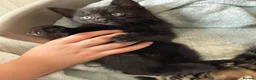 Mixed Breed cats for sale: Gorgeous kittens - Advert 13
