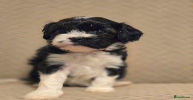 Cavapoo dogs - Advert 11