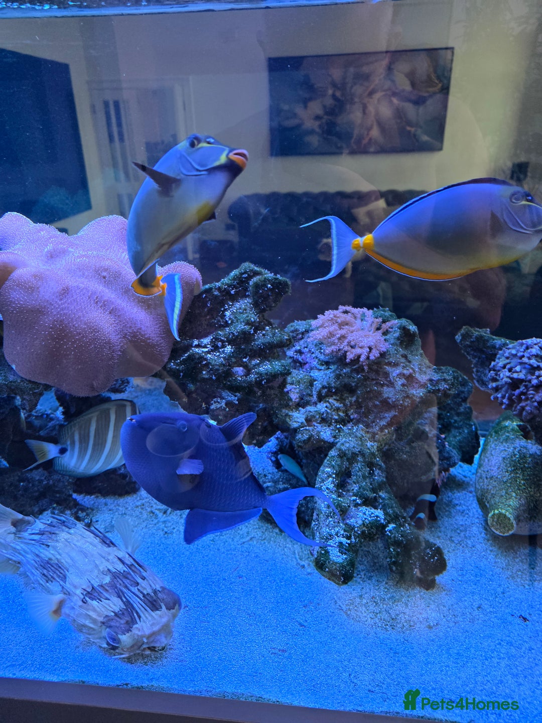 Angelfish fish for sale: Marine fish and coral - Image 13